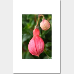 Fuchsia  &#39;Ringwood Market&#39;  Flower buds Posters and Art